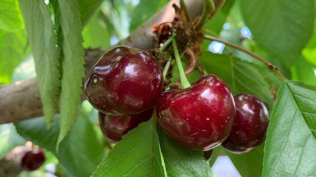 血糖偏高吃水果注意什么,血糖偏高还能吃甜品吗