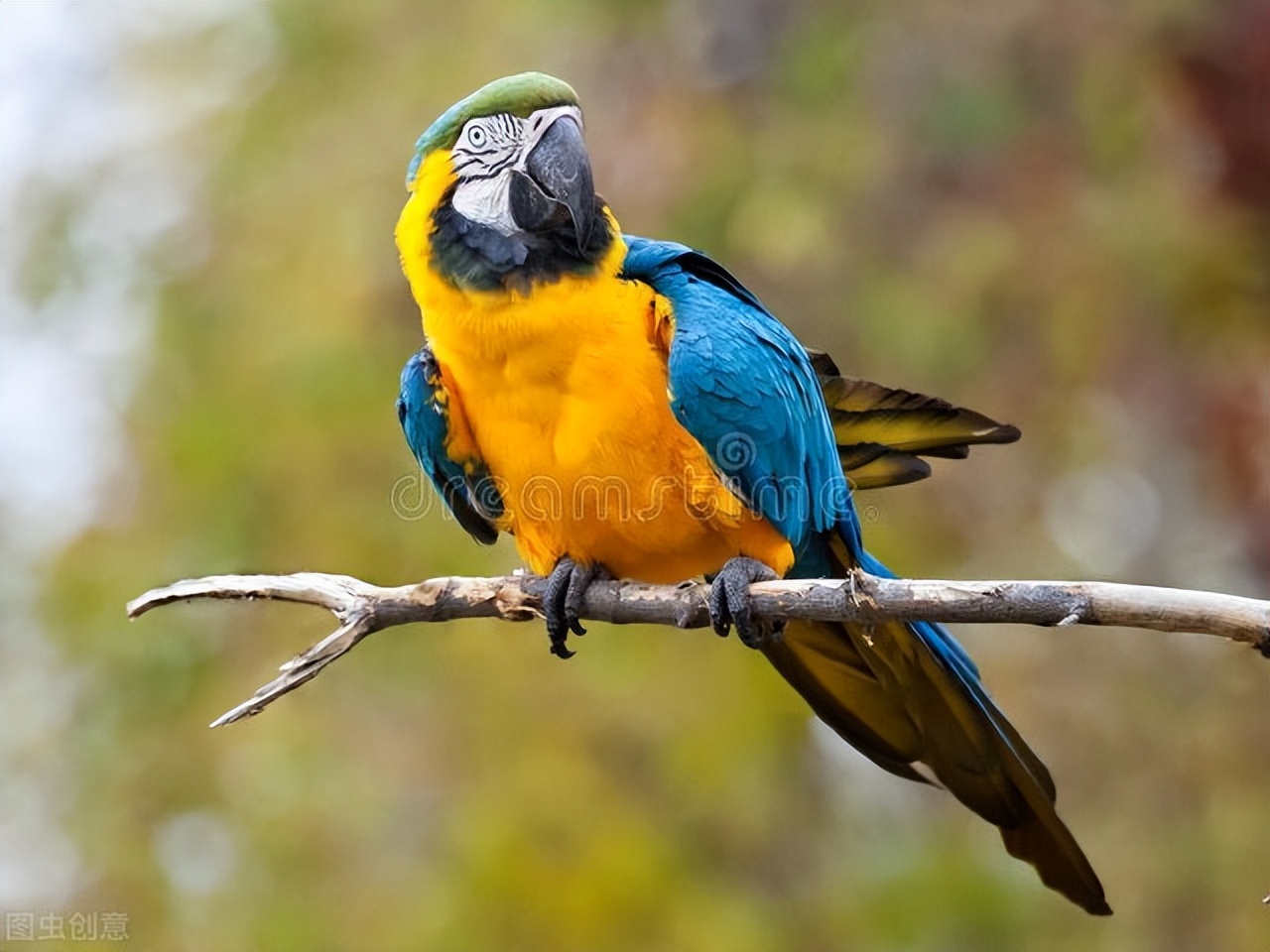 鹦鹉洗澡用沐浴沙好还是水好,鹦鹉洗澡拉水便怎么办