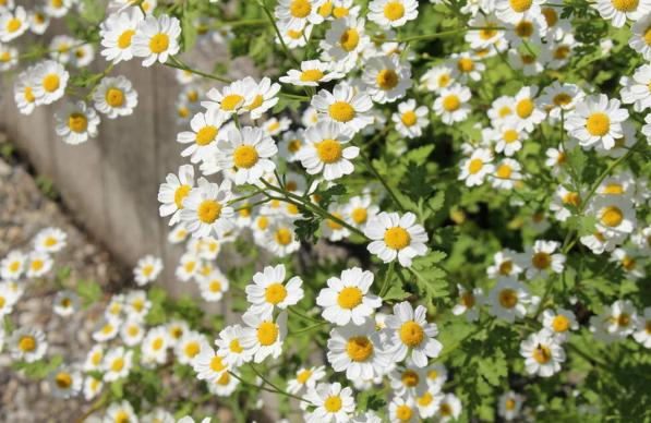 不瞒你说菊花有五类人不宜喝,菊花三种人不宜喝