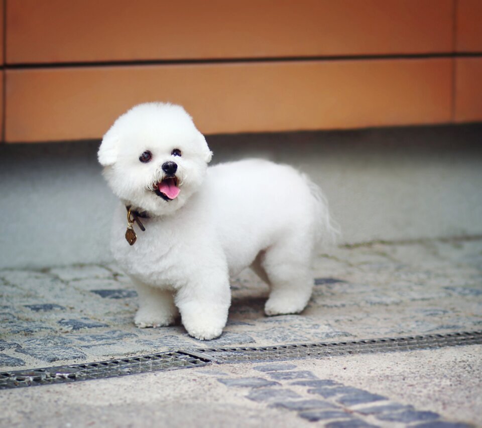 可爱的泰迪聪明,可爱的泰迪灰色