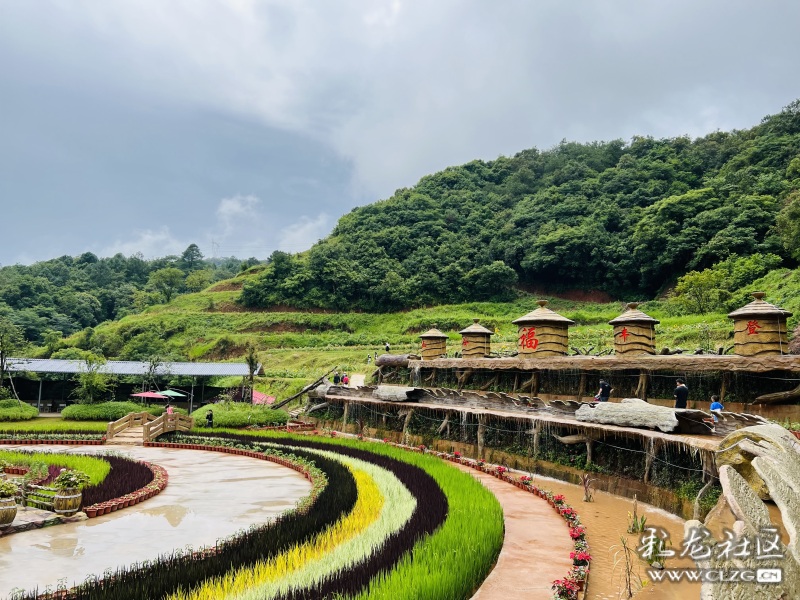 昆明市团结乡核桃箐彩色稻田,团结乡黑核箐彩色稻田