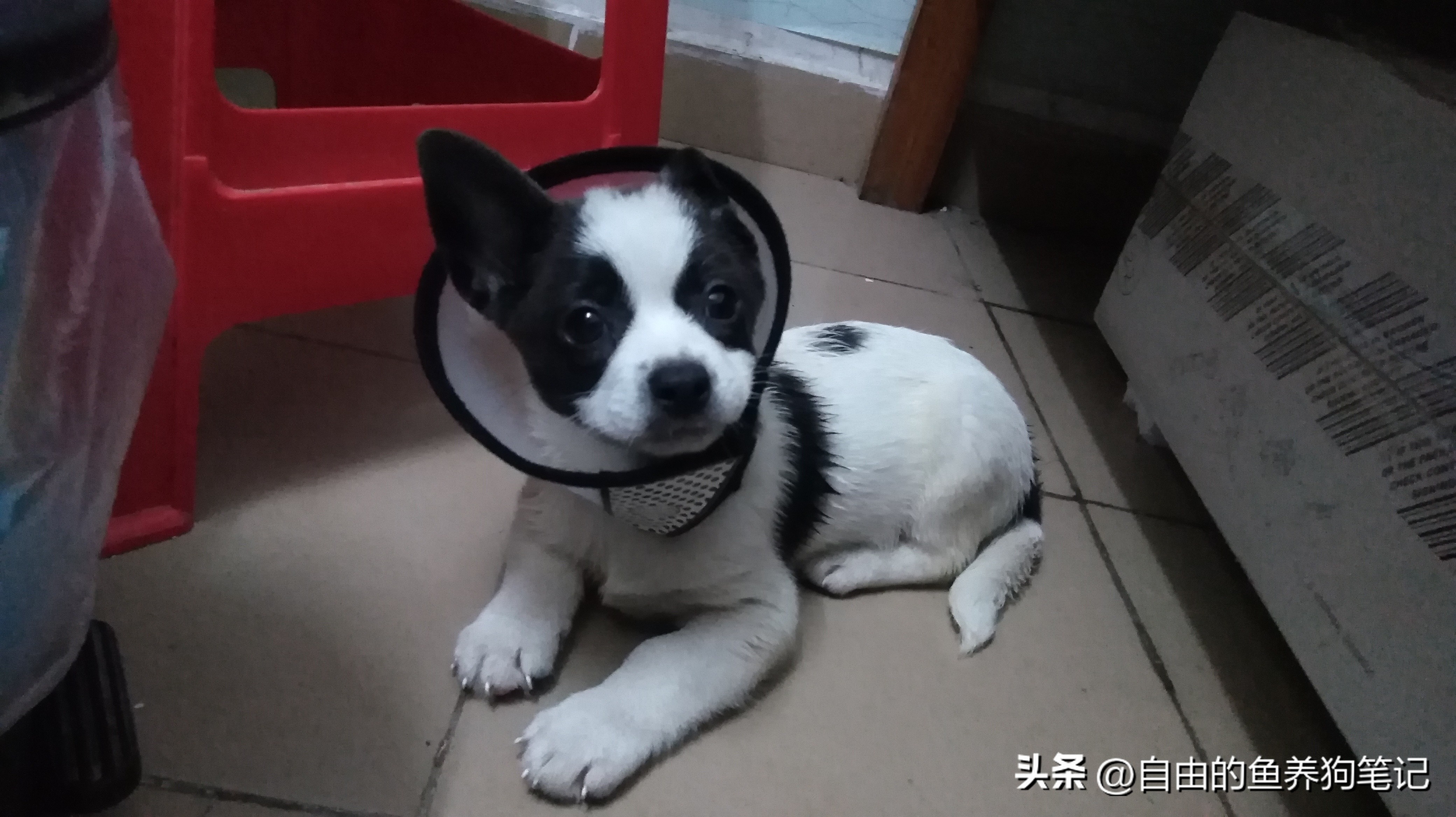 在网上买哪里的狗狗便宜又好,网上买的狗不到一个星期就病了