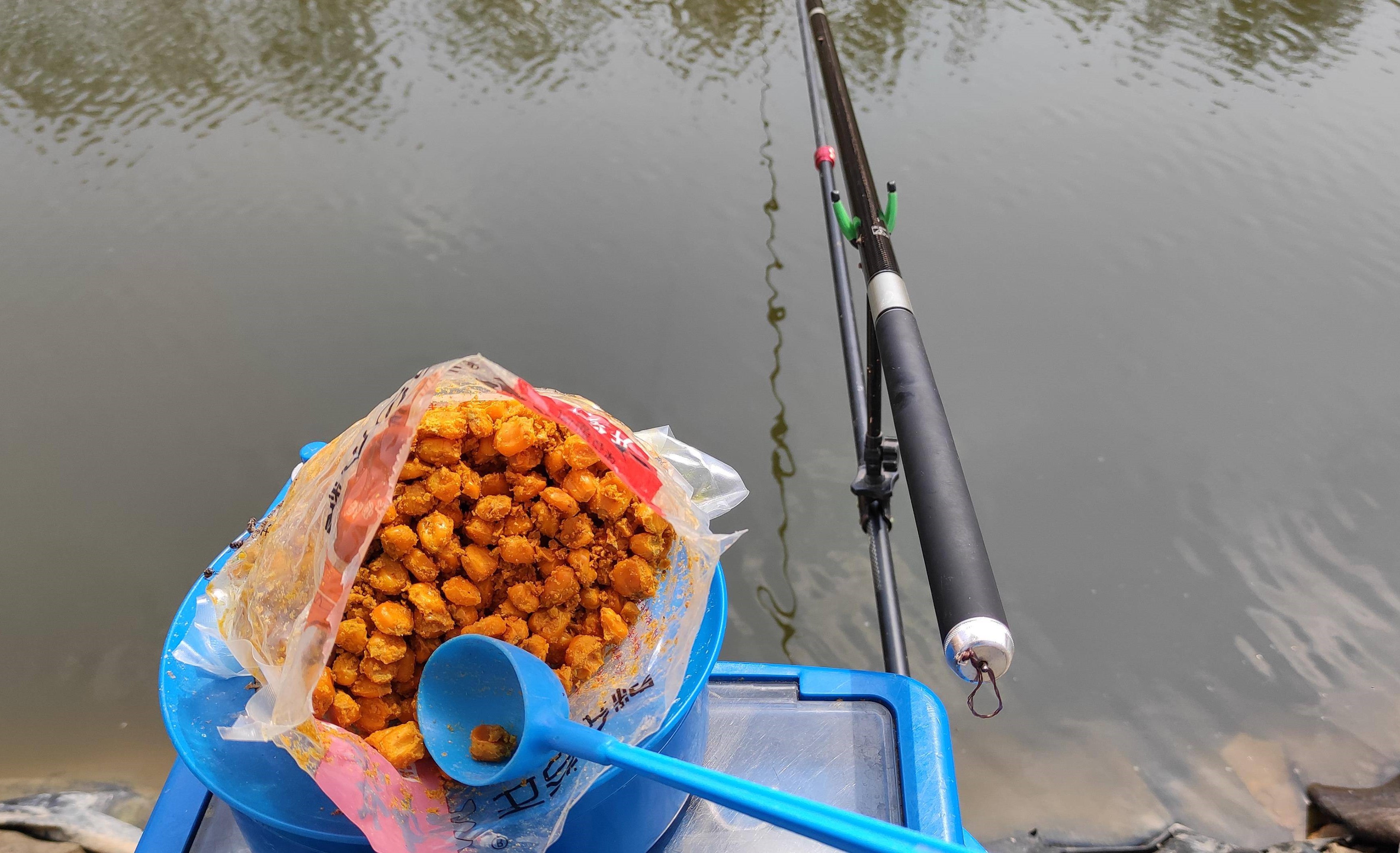 用玉米钓鱼要加什么,用玉米粒钓鱼应注意的事项