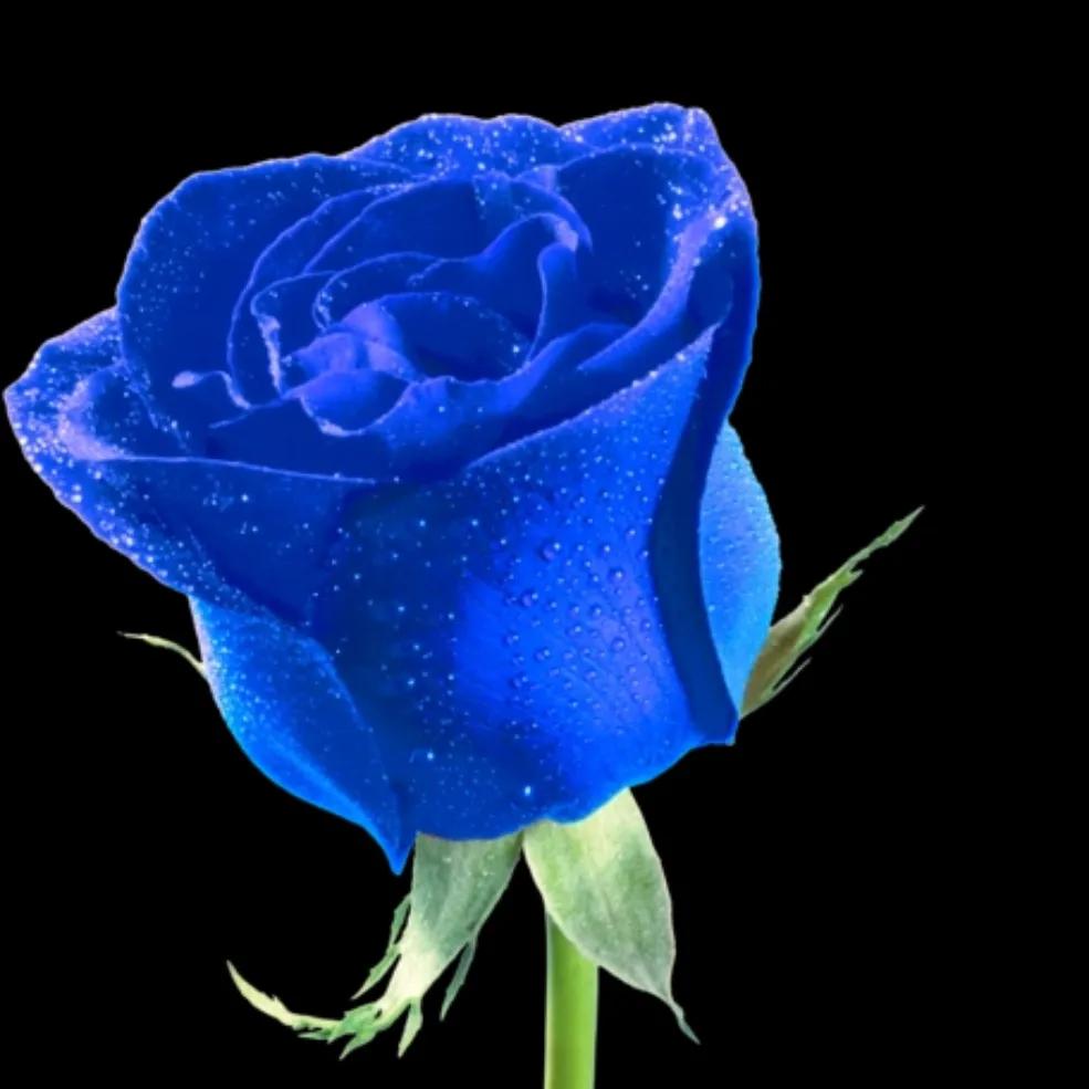 玫瑰花都有好多颜色,不同颜色的玫瑰花有不一样的花语