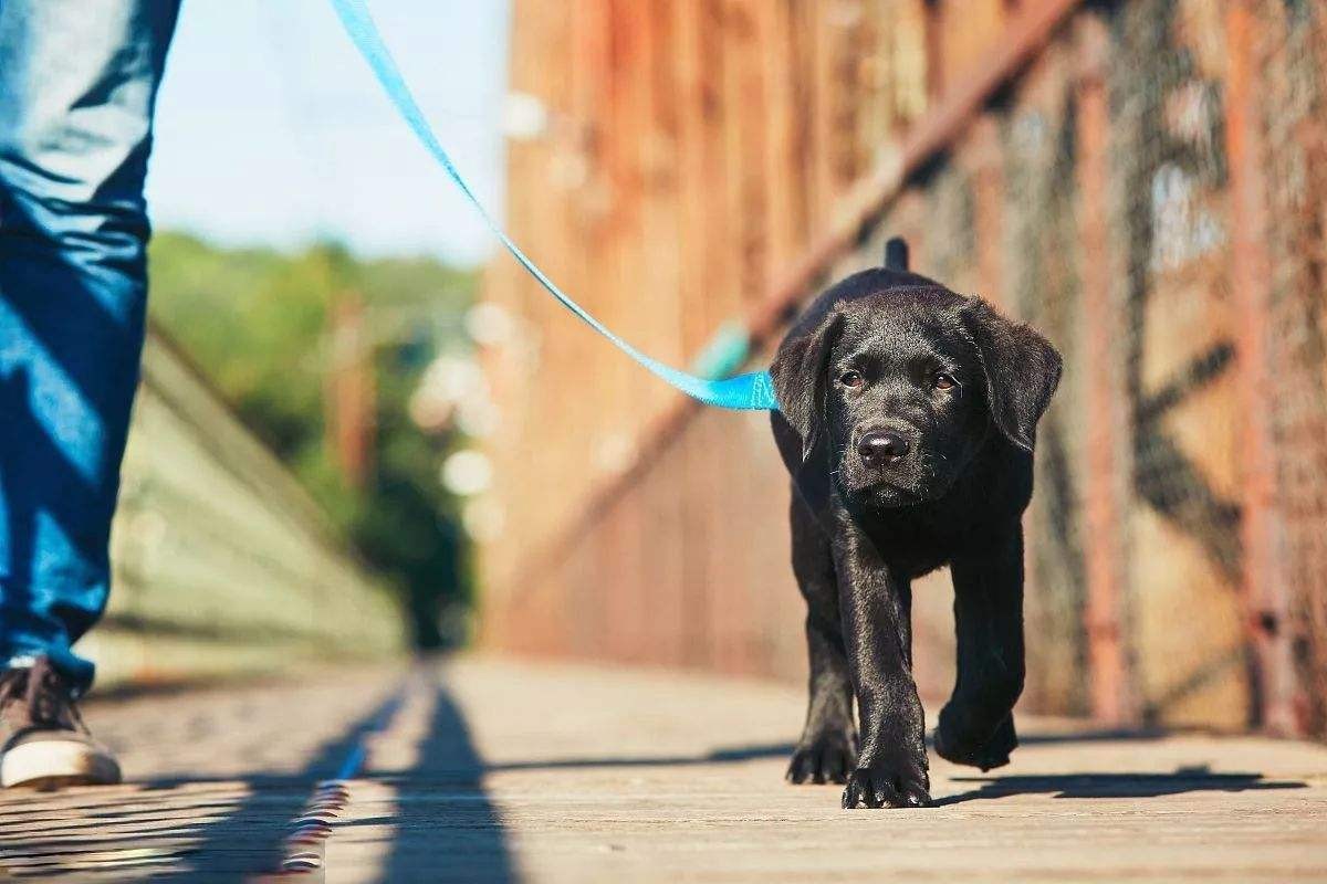 养宠物对抑郁症的孩子有好处么,养宠物的好处和坏处有什么