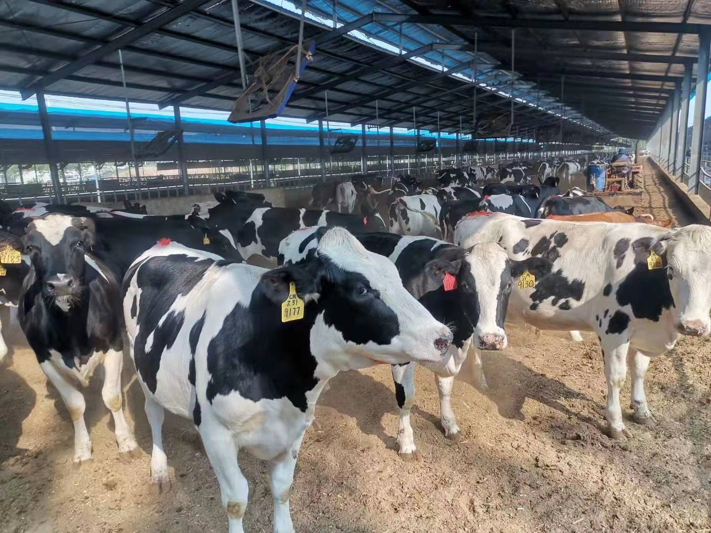 奶牛规模化养殖场建设方案,奶牛养殖场建设的标准是