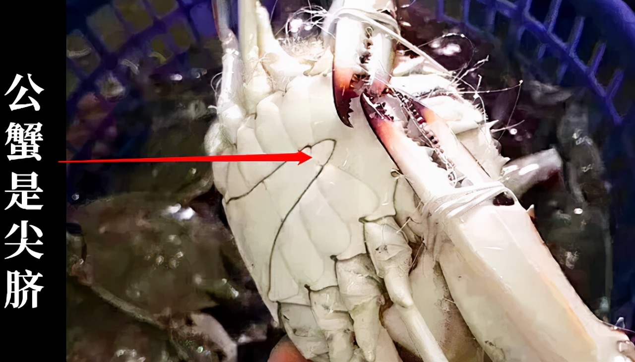 秦皇岛海鲜大比拼,秦皇岛一年四季的时令海鲜表