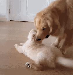 母狗会咬死自己的“骨肉”？看完原因，出了一身冷汗