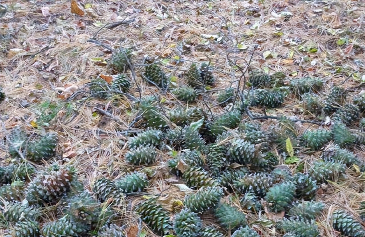 长白山的桦树茸,民国时期长白山采参人的生活