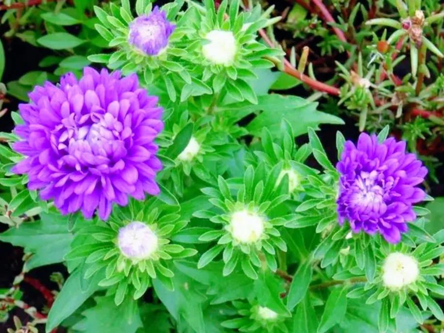 春夏之交，越来越多的花含苞欲放，这一百种娇媚蓓蕾真是美不胜收