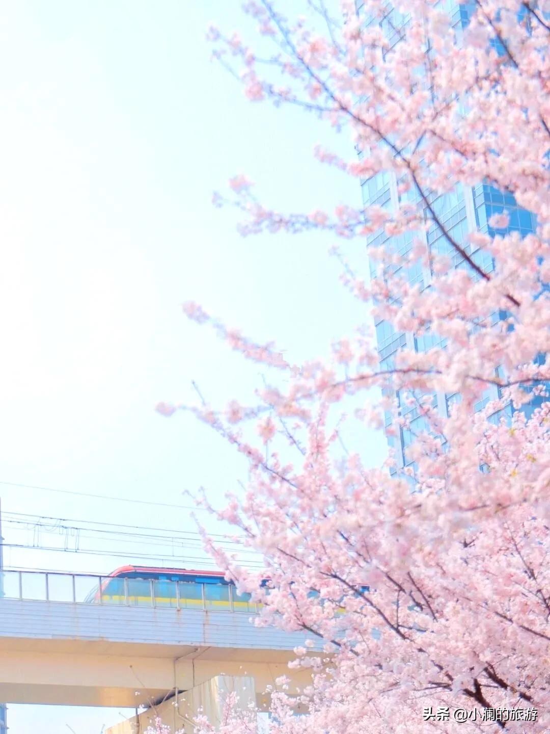 上海市八大免费赏樱地，去过一次的人，基本会再去第二次