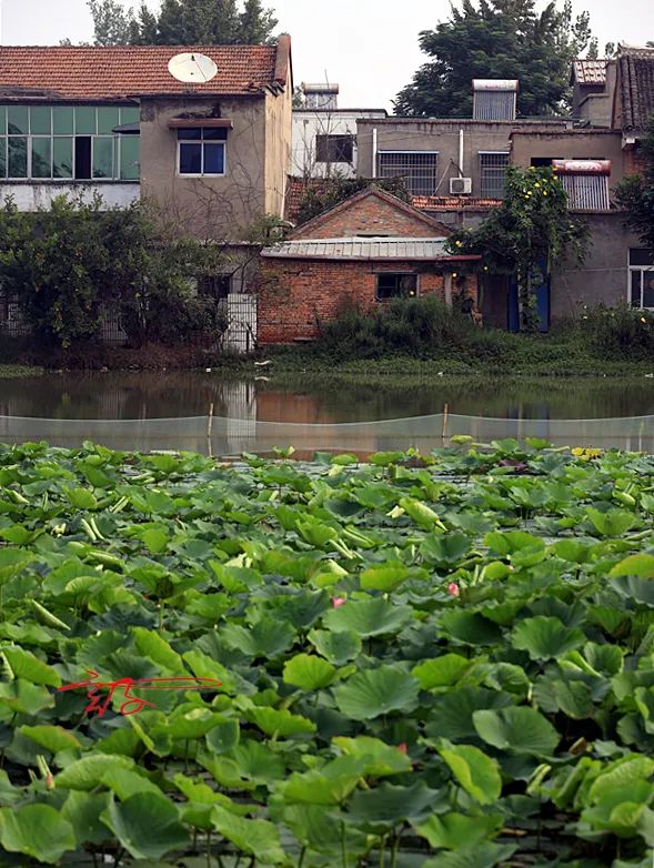 淮阳荷花节什么时间最好看,淮阳看荷花节开幕