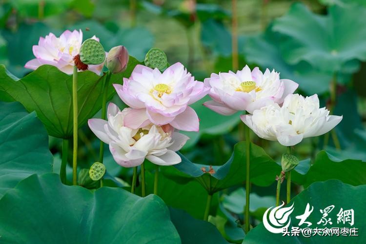 滕州滨湖荷花,滕州红荷湿地荷花开了吗