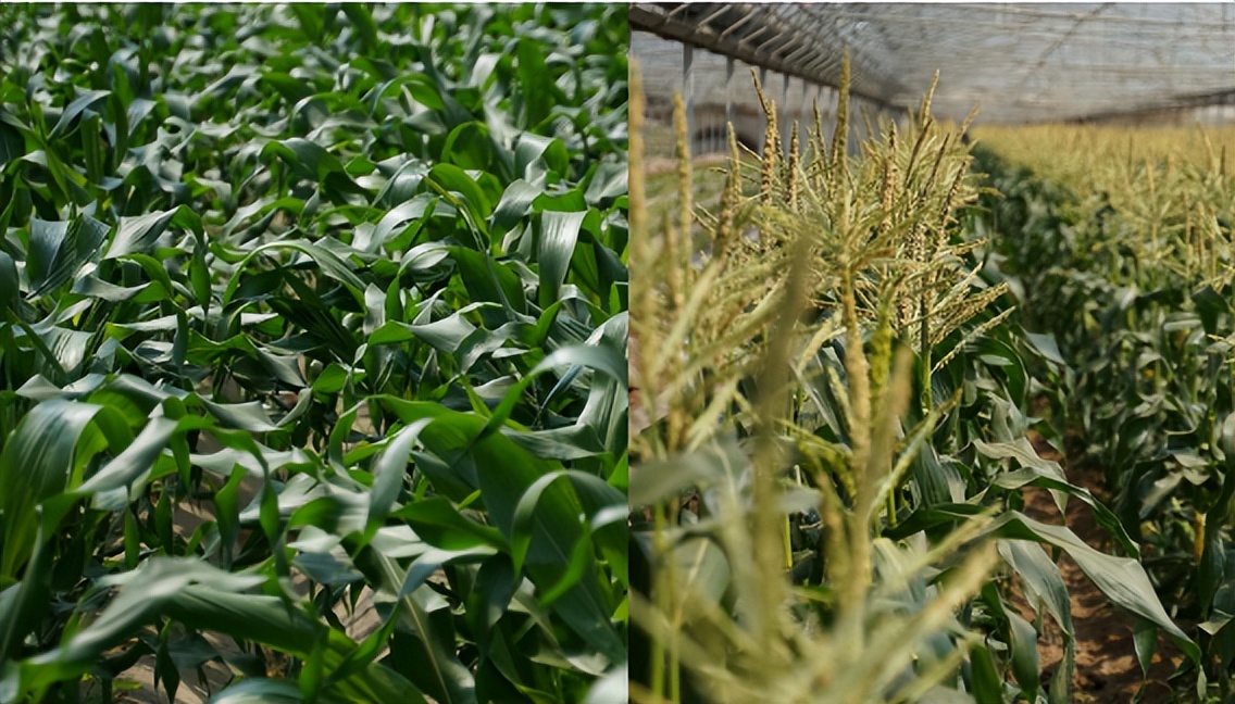 2006年日本企业投资15亿，租下山东1500亩良田，闲置5年杂草丛生