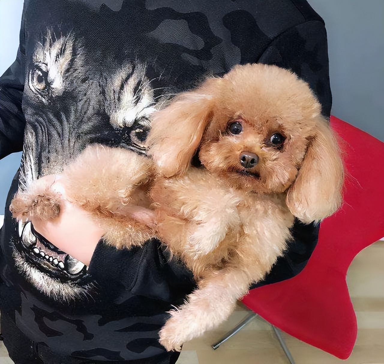 打了泰迪恨主人的表现,泰迪有什么坏心思视频