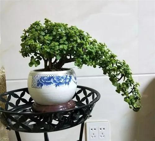 客厅养树家旺人富,客厅种什么树旺宅还好养