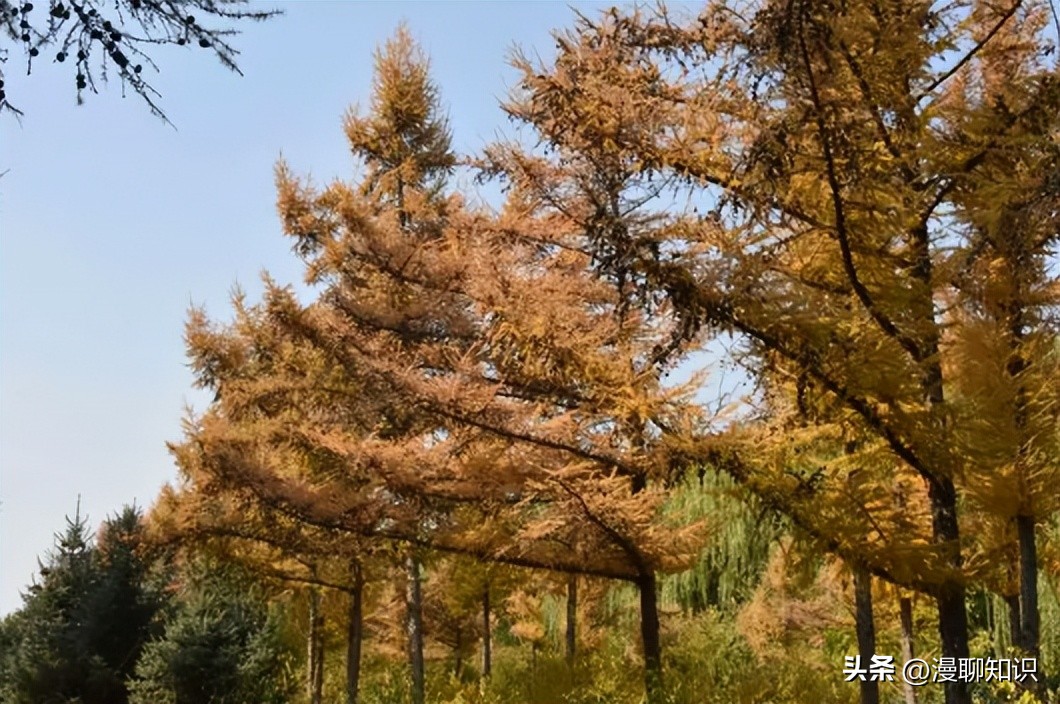落叶松根部含二氢槲皮素功效,落叶松对人体有什么好处
