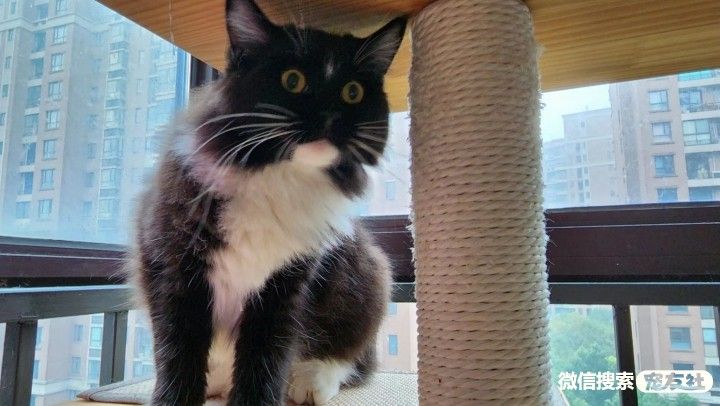 附近宠物店免费领养同城,猫狗领养平台免费赠送狗狗