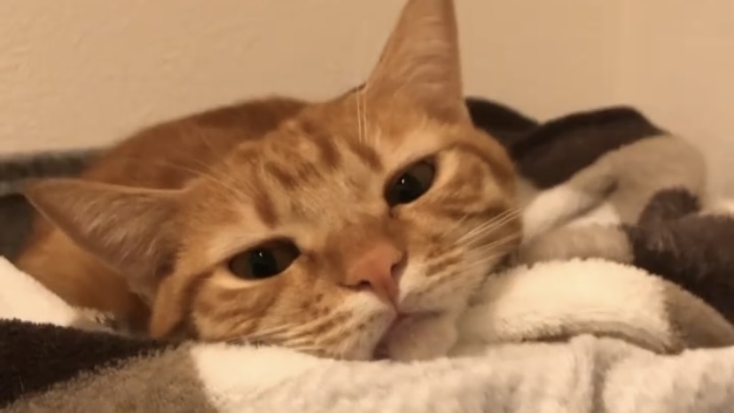 猫咪得了杯状病毒怎么办,猫咪得杯状病毒不吃东西怎么办