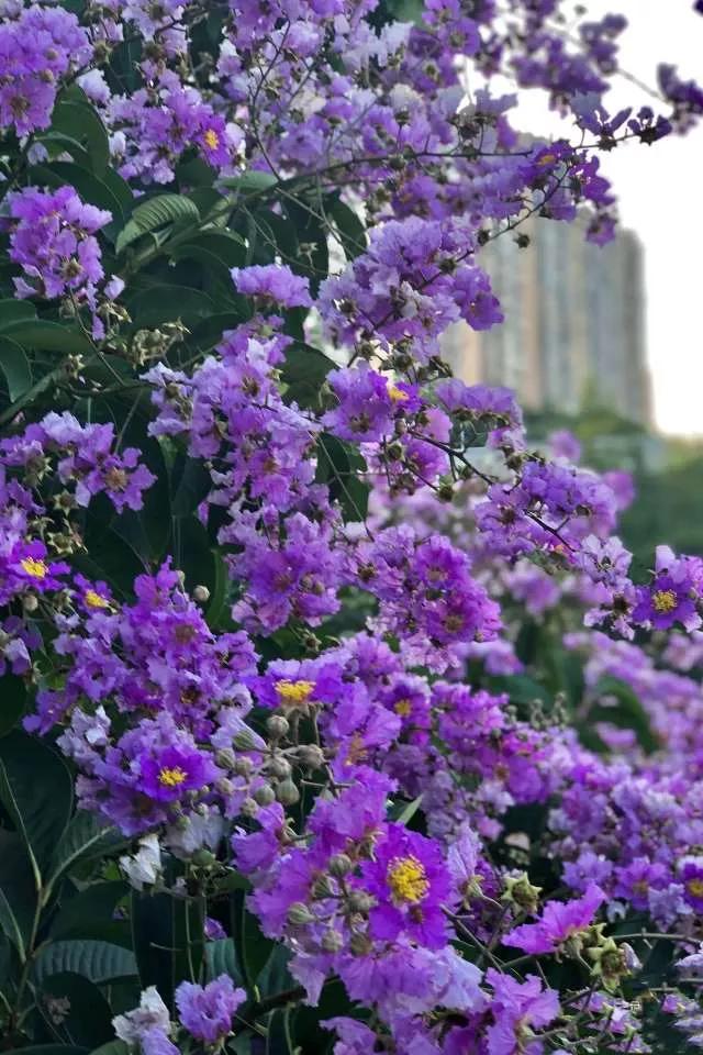 所有花的名称大全,认识各种花的寓意