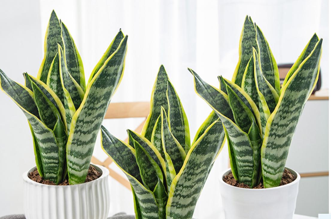 新房适合养什么绿植吸甲醛好养活,家里最适合养的吸甲醛绿植