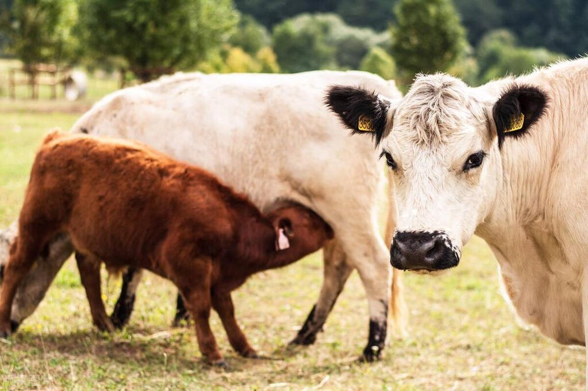 肉牛养殖技术西门塔尔牛养殖视频,生牛养殖和肉牛养殖的区别