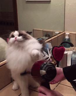 如何选择适合自己的一只猫,拥有一只猫你会获得什么呢