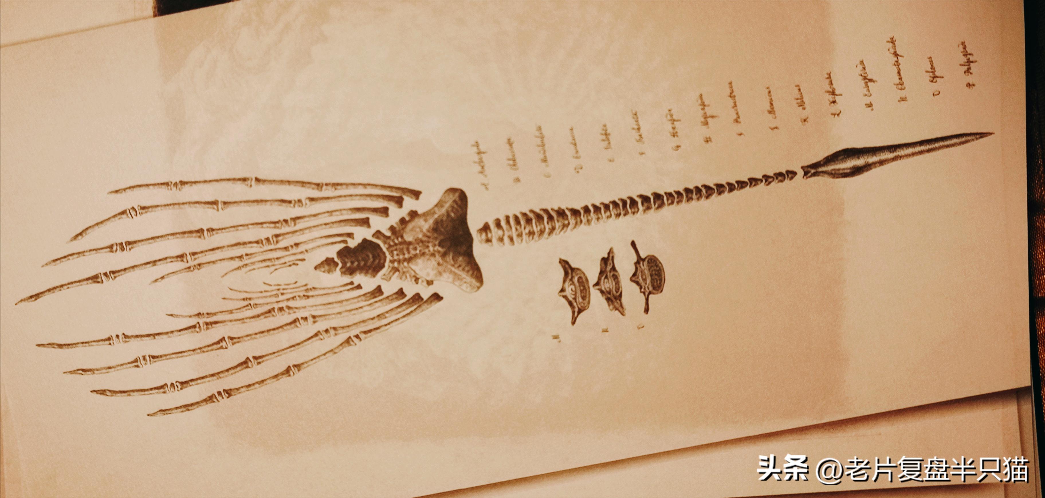 仿生人大卫的秘密,仿生机器人大卫