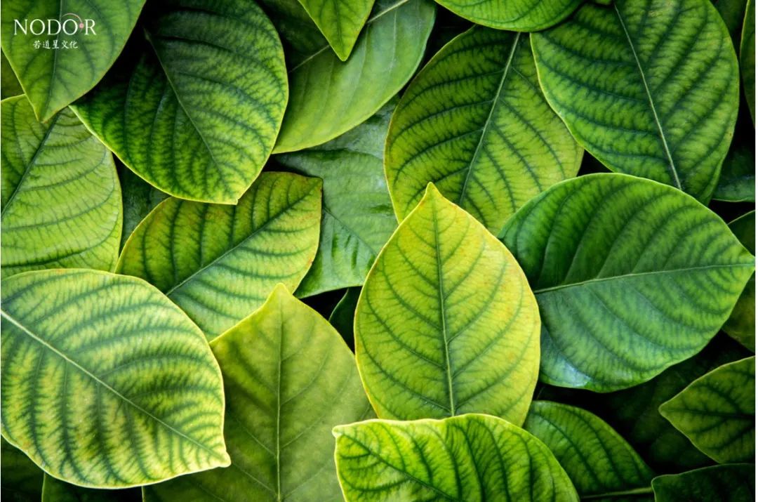 处女座代言的诗人,处女座代言词