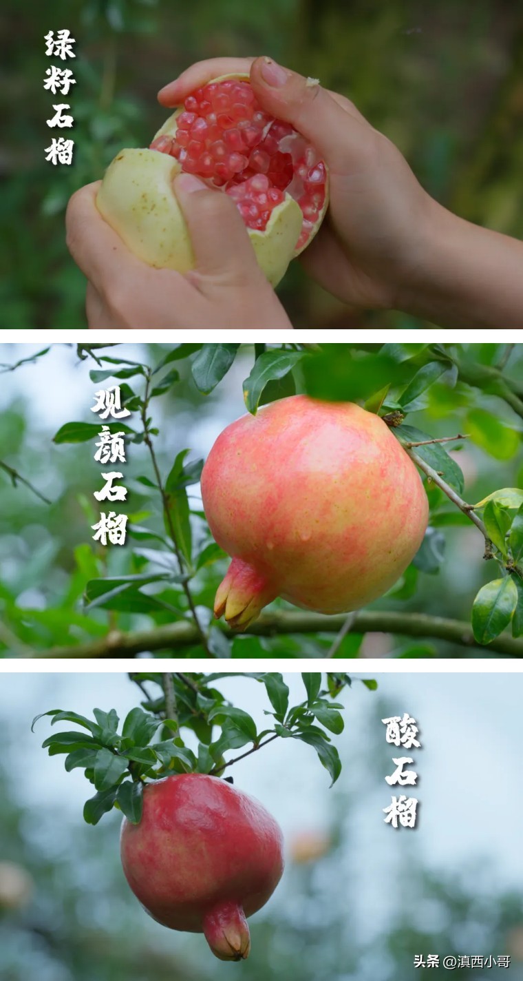 美丽的红宝石石榴,一席一果