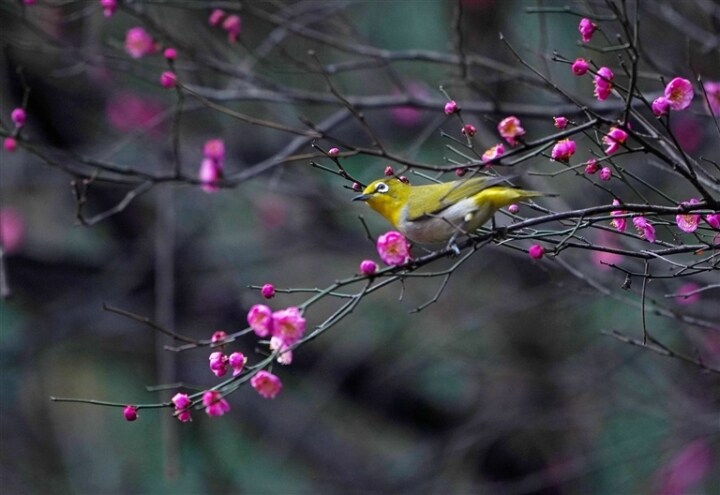 3月成都近郊赏花双流,双流赏花免费地点三月份