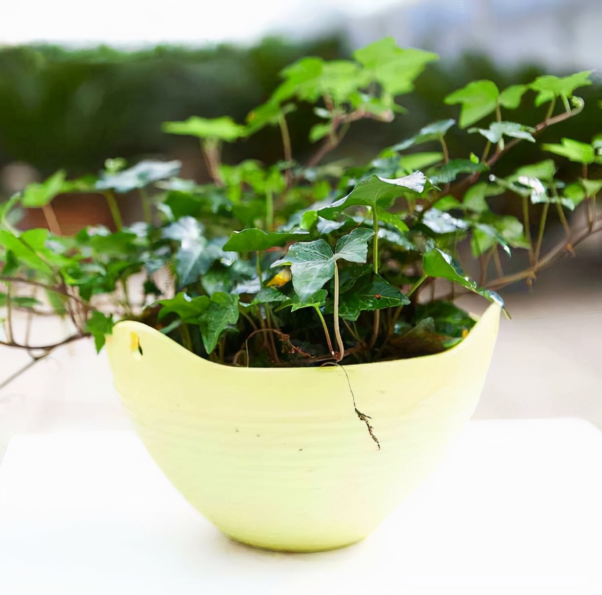 家里甲醛超标植物会怎样,家里吸甲醛最好的植物