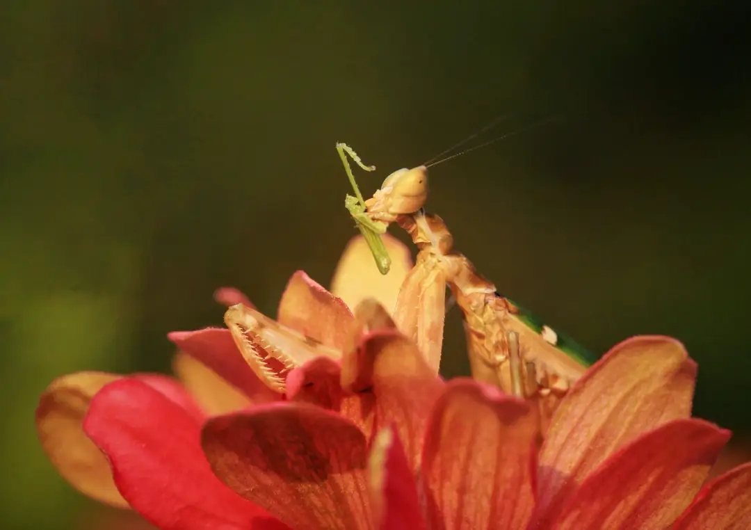 为什么说螳螂是凶残的昆虫呢,螳螂可以杀死比自己大的动物吗