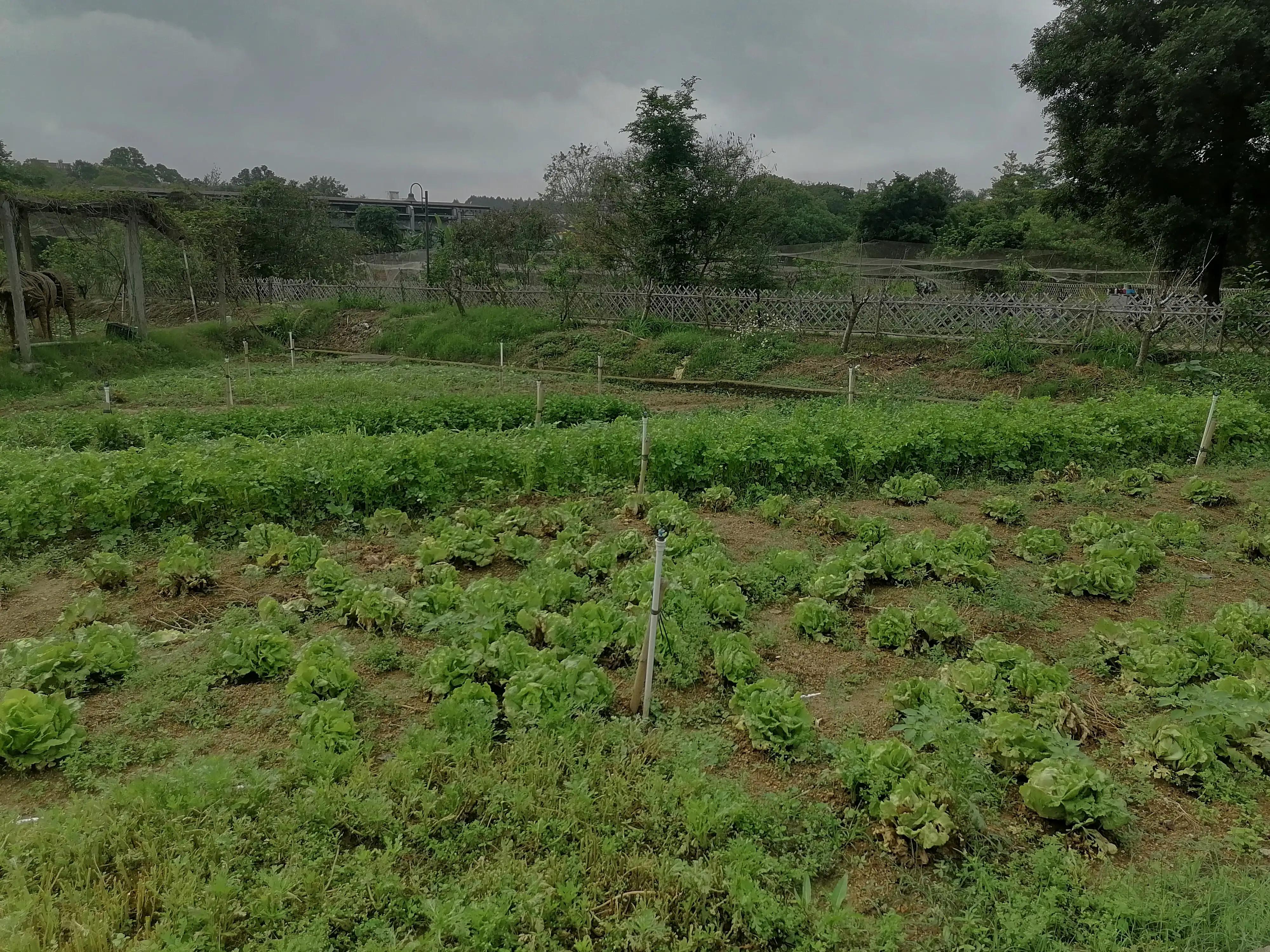 深圳观澜版画村景点,深圳十大客家古村落打卡甘坑古镇