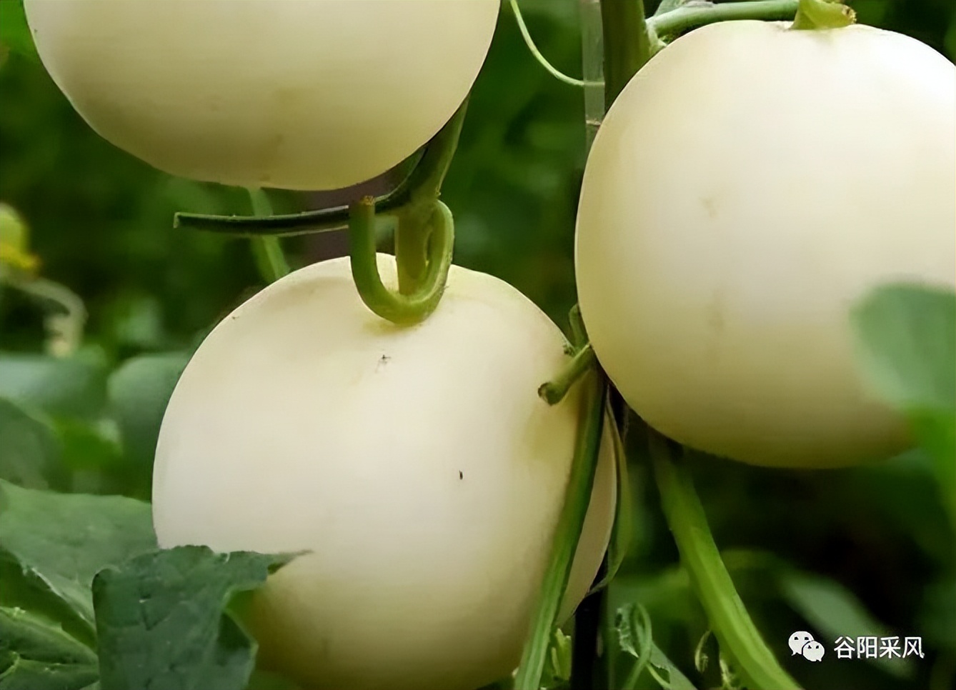 固镇美味香喷喷的小香瓜,话说固镇之722）