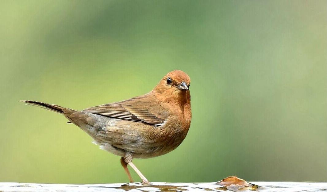 50张最佳鸟类摄影作品,鸟儿大全大图