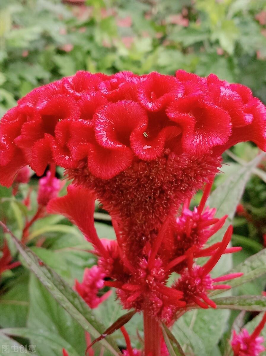 一花一木一世界一草一浮生,一花一世界一木一浮生朗读