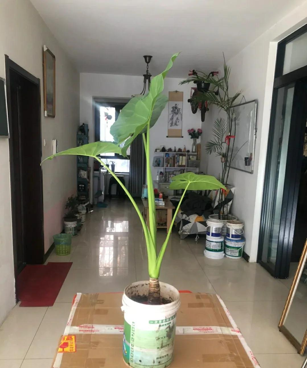 20种大毒花千万别养在家里太危险,新手这六种短命花一定要避开