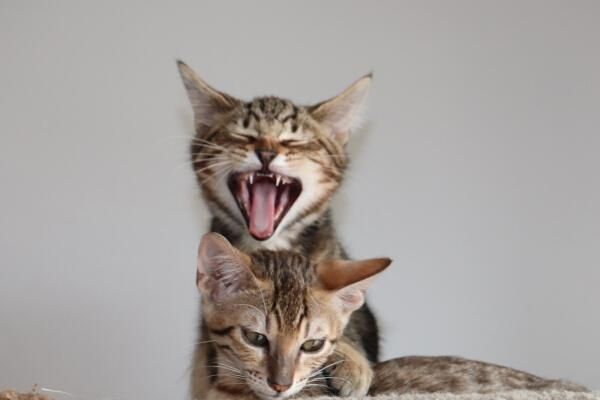 野生保护动物领养,野生小动物领养