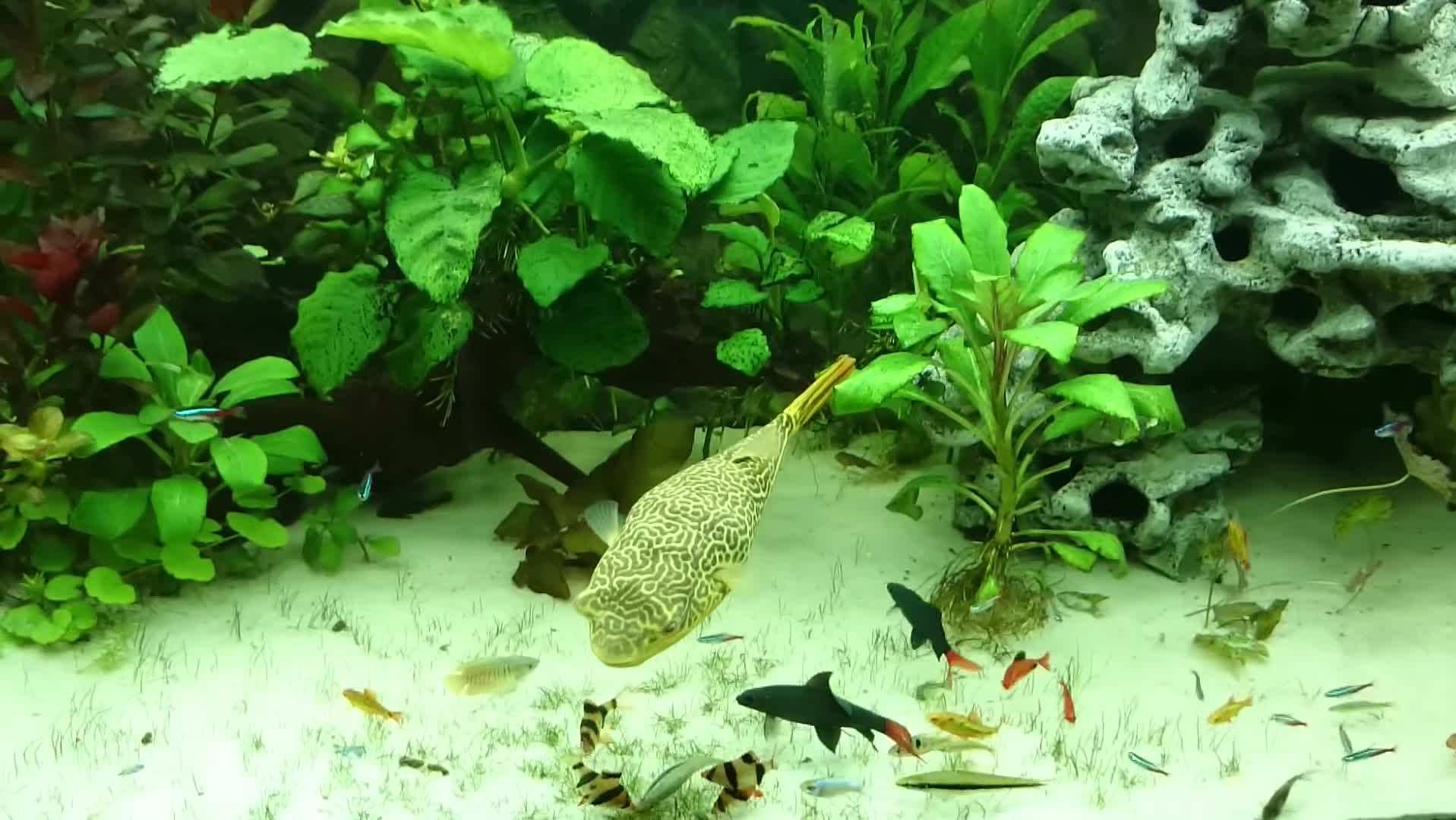 苏轼寓言故事,苏轼100字小故事