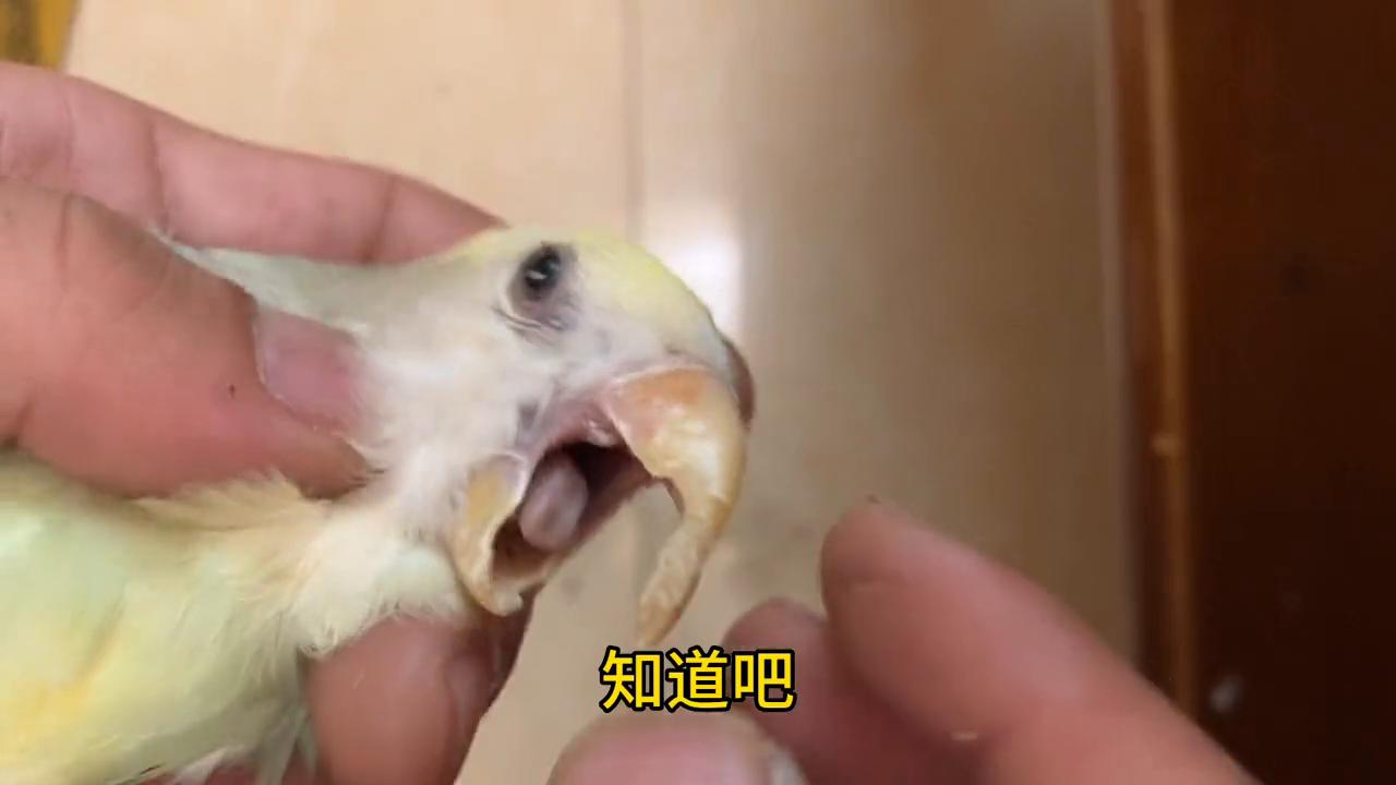 如何了解牡丹鹦鹉行为,牡丹鹦鹉嘴巴太长了该怎么治疗