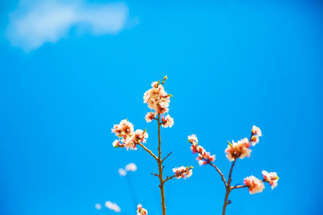 苏轼清丽柔美诗句,苏轼最婉约的一首暮春词