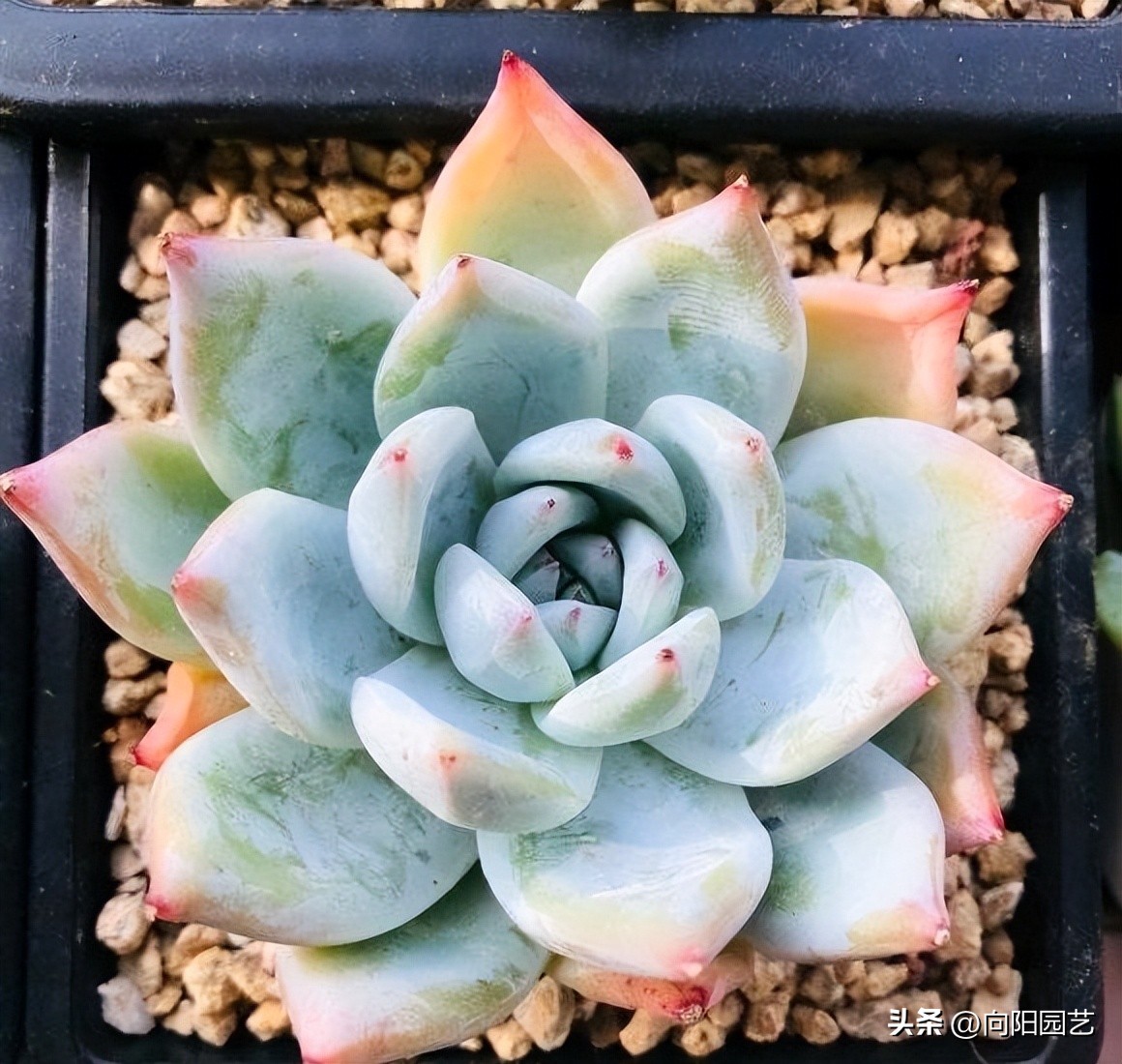 草炭和泥炭哪个更适合多肉,多肉不发根用什么