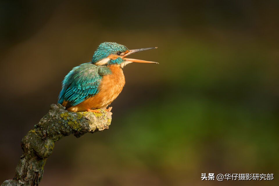 尼康z9详细视频评测,尼康z9全方位测评