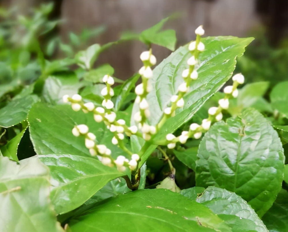 百种鲜花图片欣赏,十种最美丽的鲜花