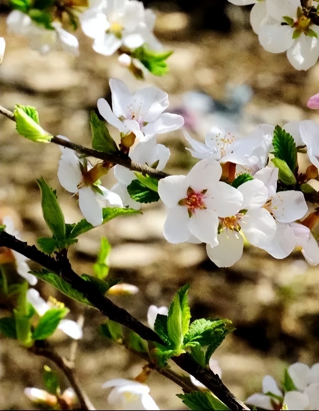 李慧：秦岭之巅有人家