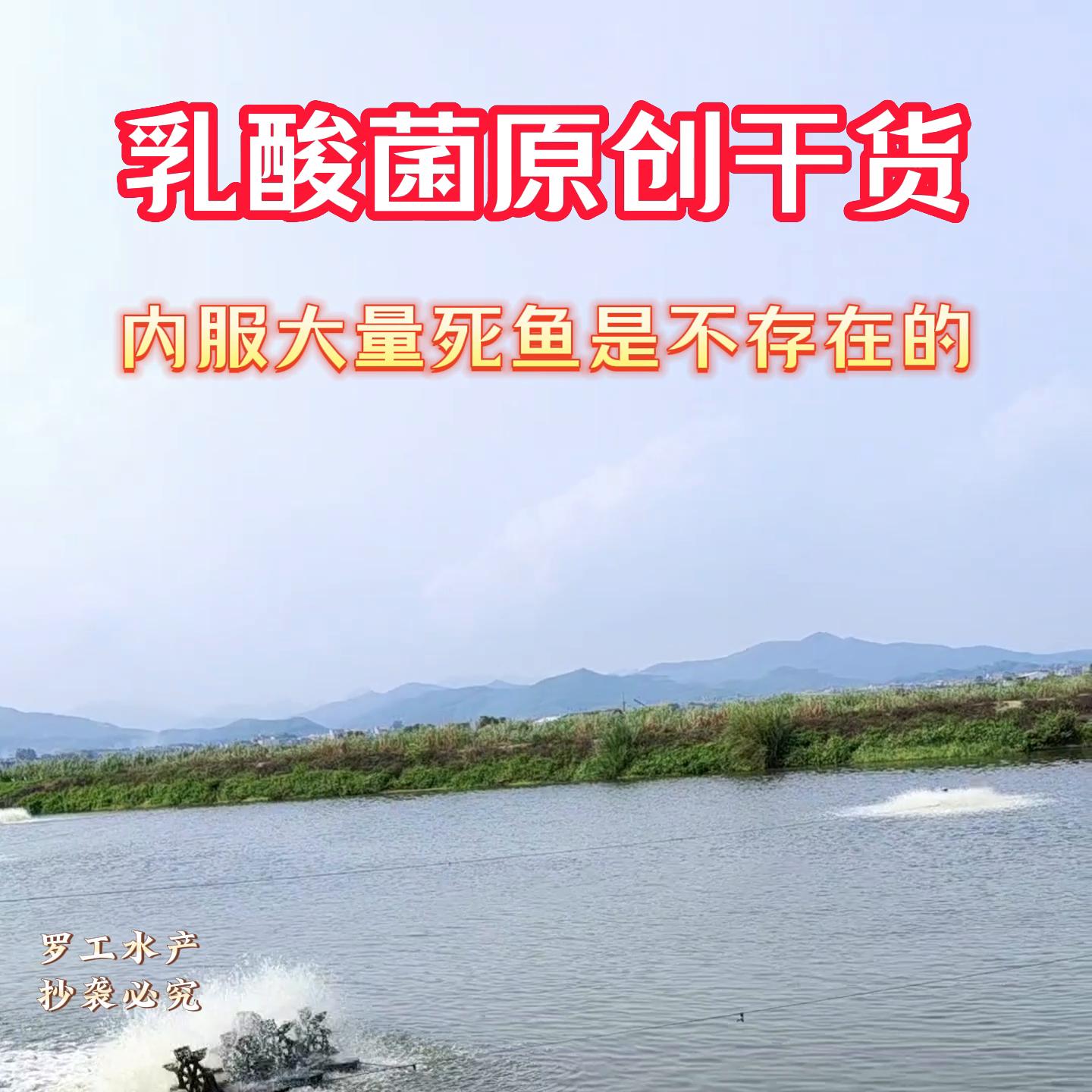 乳酸菌死鱼,水产乳酸菌用量过大缺氧的原因