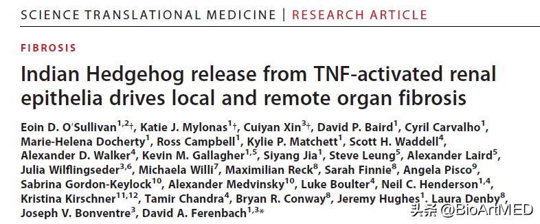 TNF活化的肾上皮释放IHH，驱动局部和远端器官纤维化