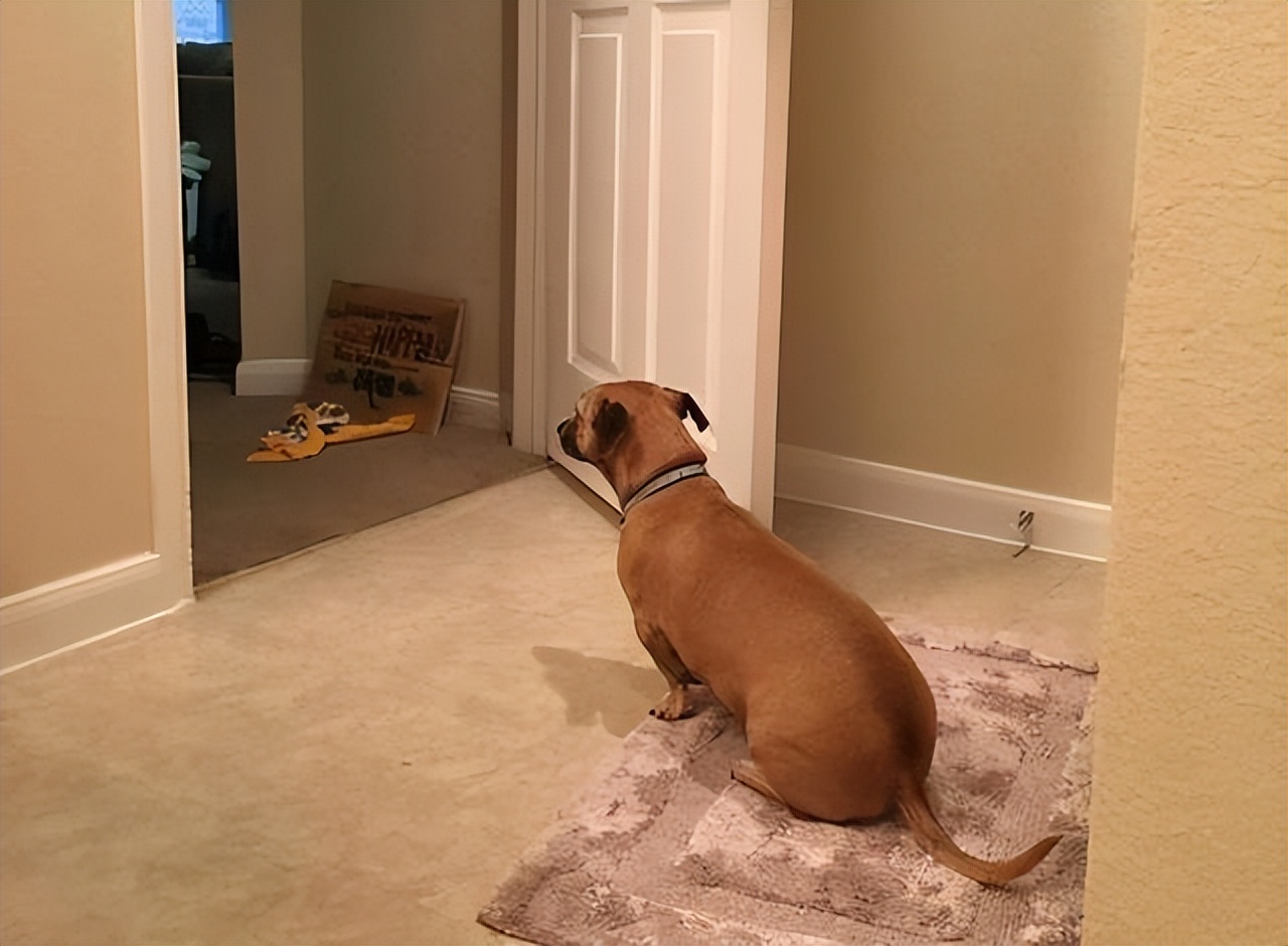 狗狗想念主人的表达,狗狗想念主人的5件事