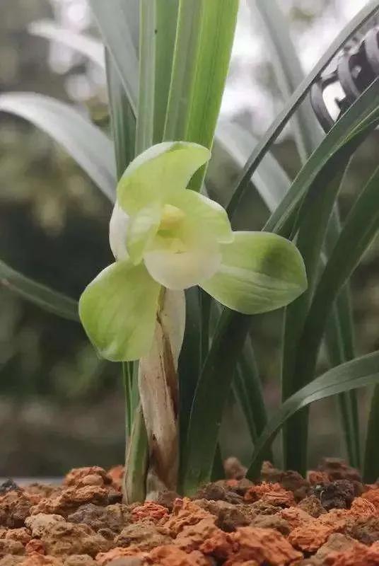 兰花品种大全四川,兰花品种鉴别方法